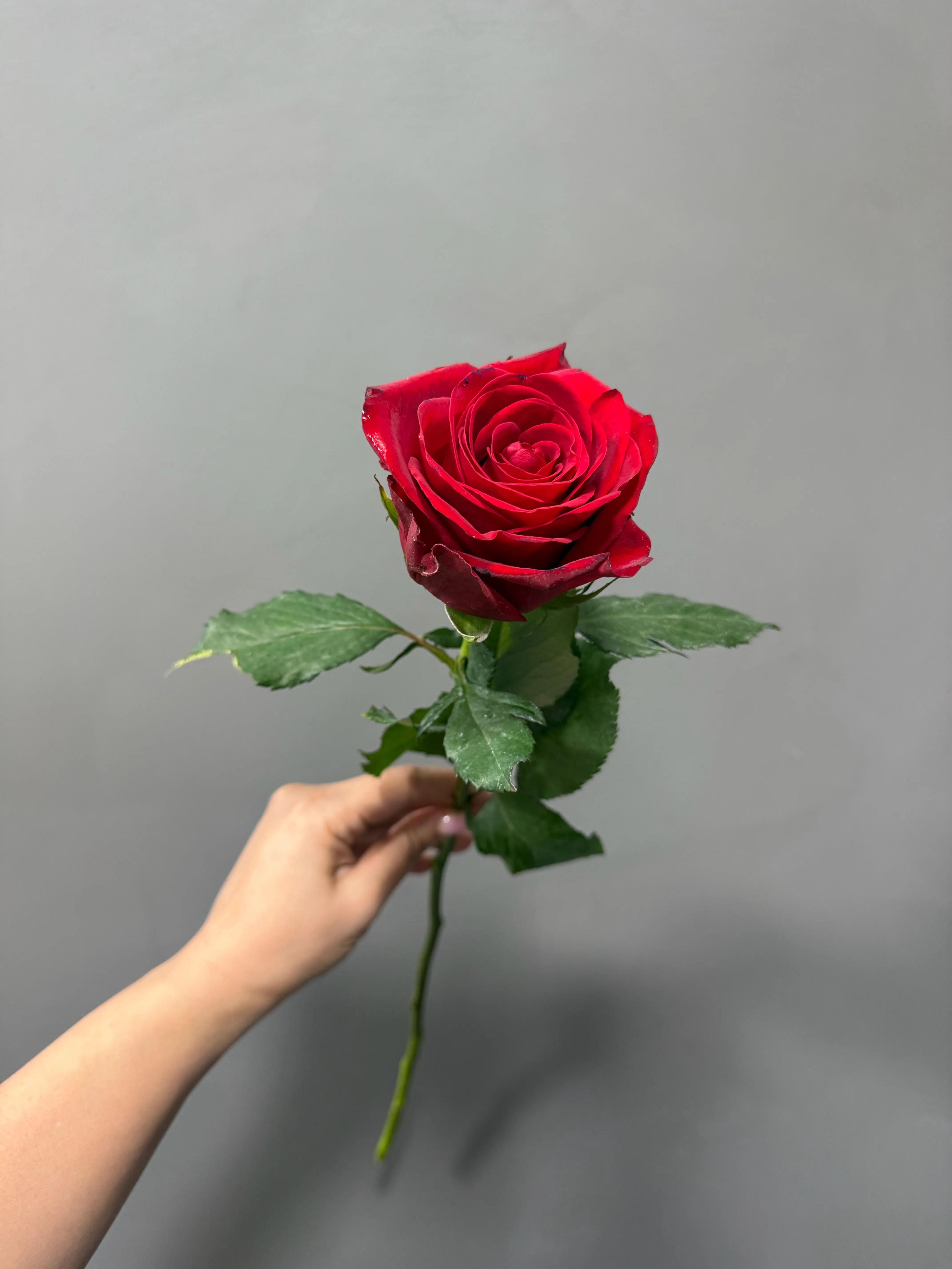 Red rose | ծաղիկներ, ծաղկեպսակներ, բույսեր - առաքում Երևան