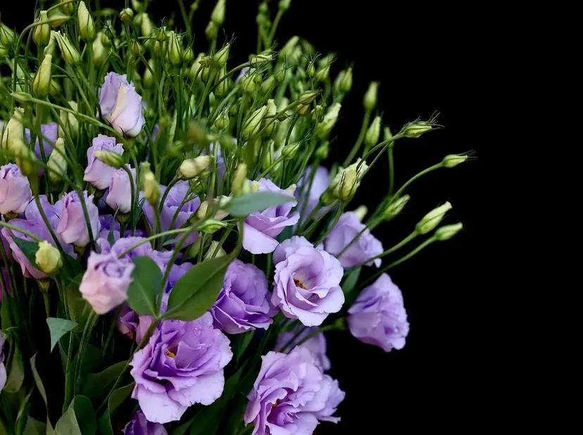 Bunch of lisianthus | ծաղիկներ, ծաղկեպսակներ, բույսեր Երևան