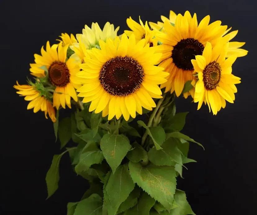 Sunflower | ծաղիկներ, ծաղկեպսակներ, բույսեր Երևան