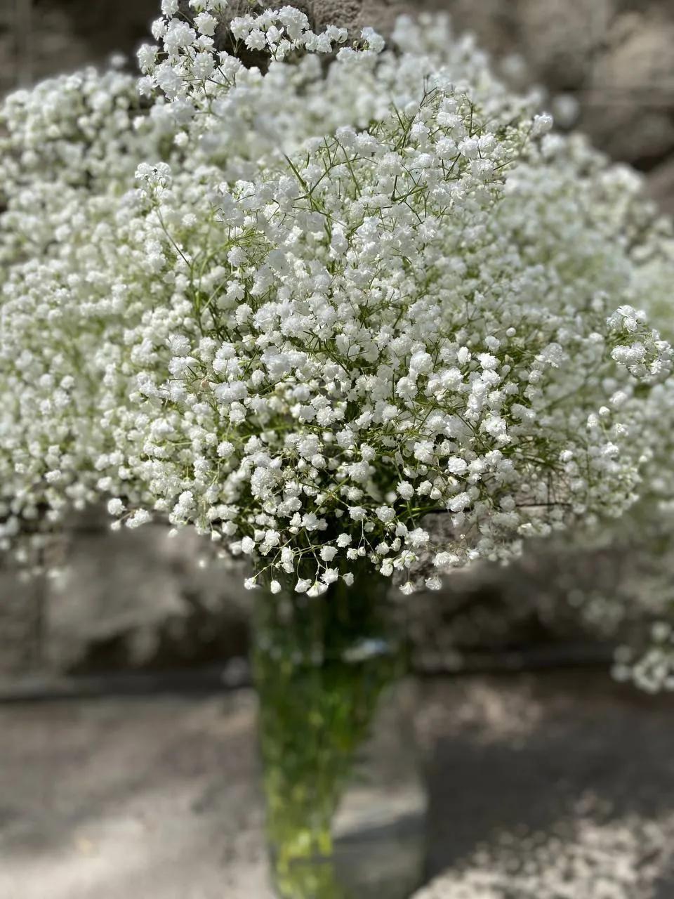 Gypsophiloa | ծաղիկներ, ծաղկեպսակներ, բույսեր Երևան