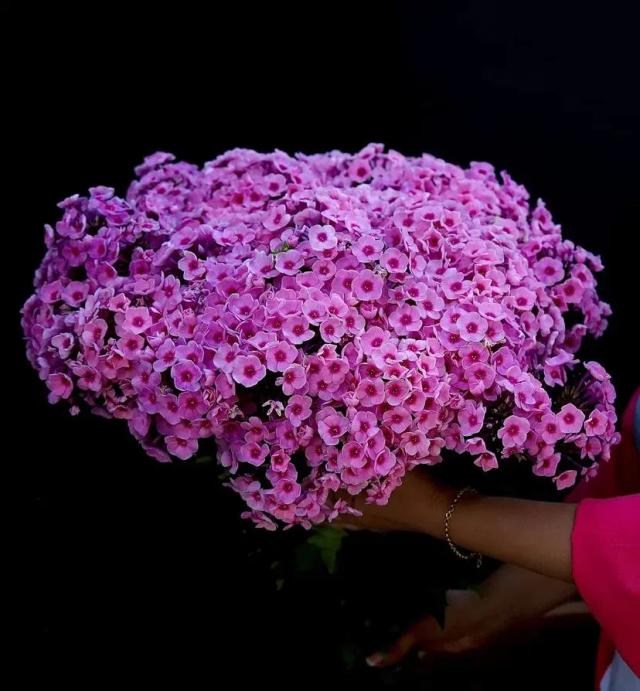 A bunch of phlox | ծաղիկներ, ծաղկեպսակներ, բույսեր - առաքում Երևան