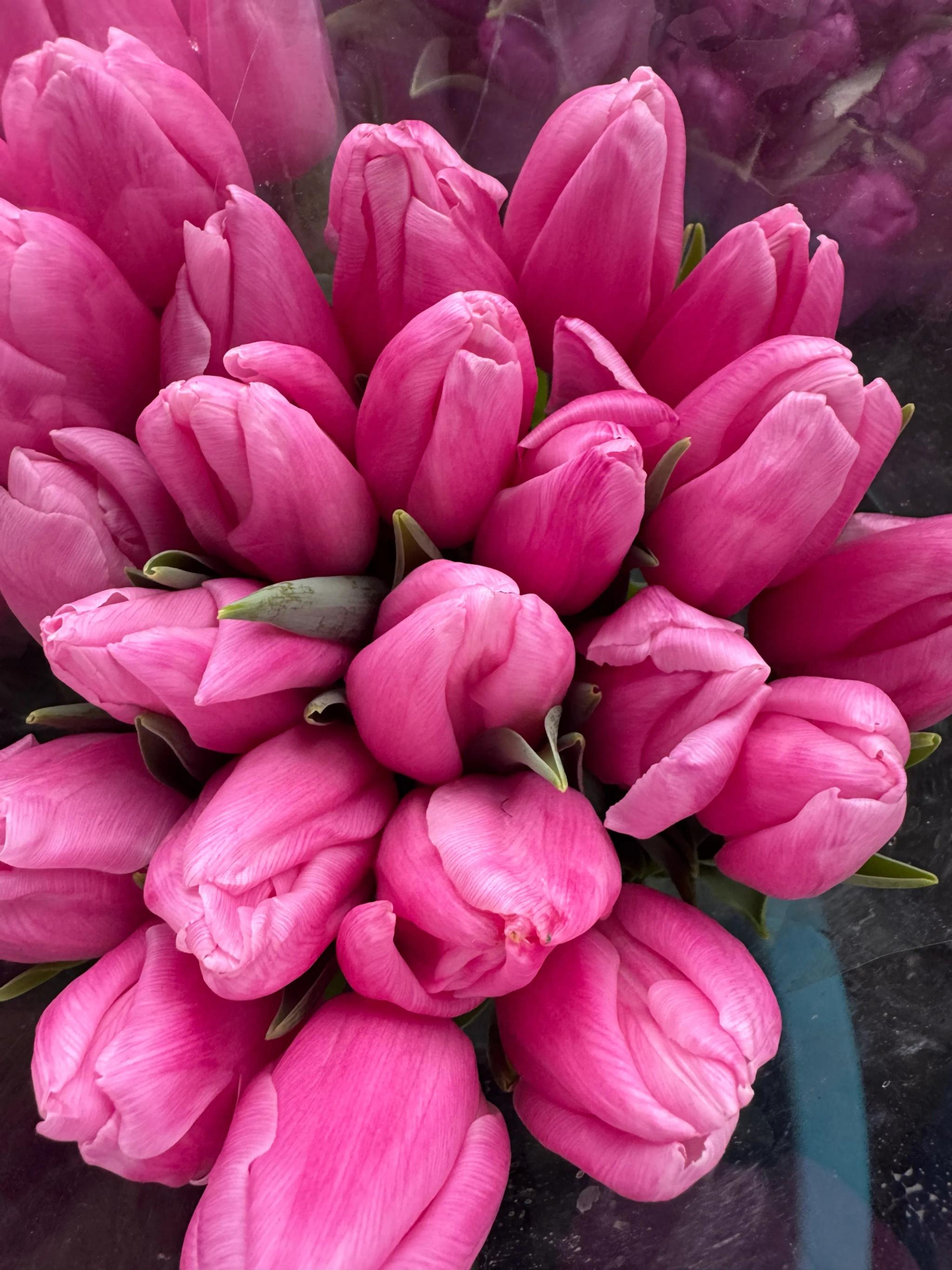 Tulips of different colors | ծաղիկներ, ծաղկեպսակներ, բույսեր Երևան