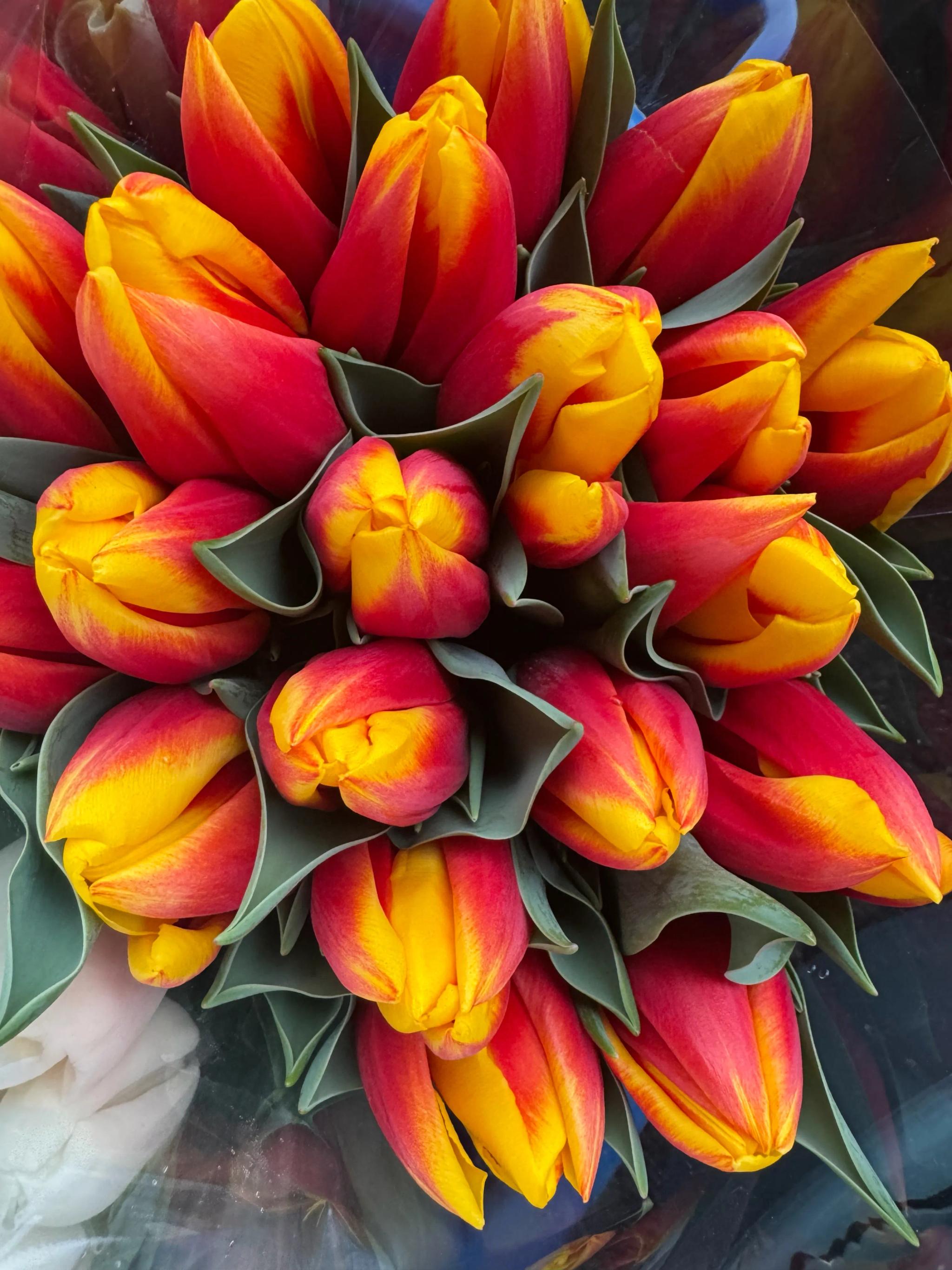 Tulips of different colors | ծաղիկներ, ծաղկեպսակներ, բույսեր Երևան