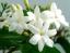 Jasmine ծաղիկների | ծաղկեպսակների առաքում Երևան Jasmine ծաղիկների | ծաղկեպսակների առաքում Երևան