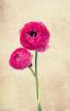Ranunculus ծաղիկների | ծաղկեպսակների առաքում Երևան Ranunculus ծաղիկների | ծաղկեպսակների առաքում Երևան