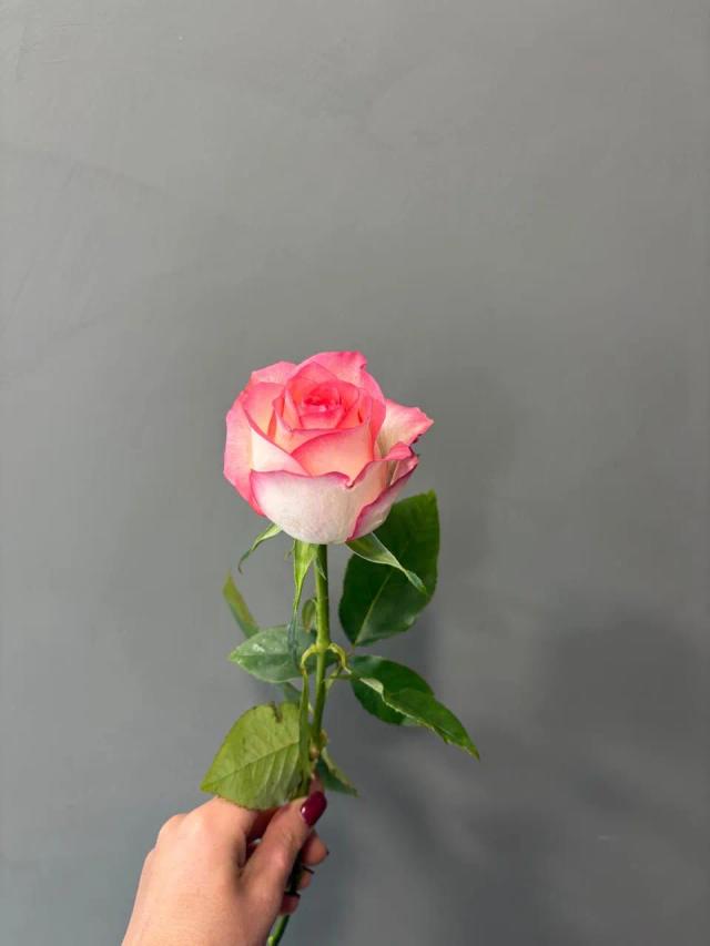 Rose Jumilia | ծաղիկներ, ծաղկեպսակներ, բույսեր - առաքում Երևան Rose Jumilia | ծաղիկներ, ծաղկեպսակներ, բույսեր - առաքում Երևան