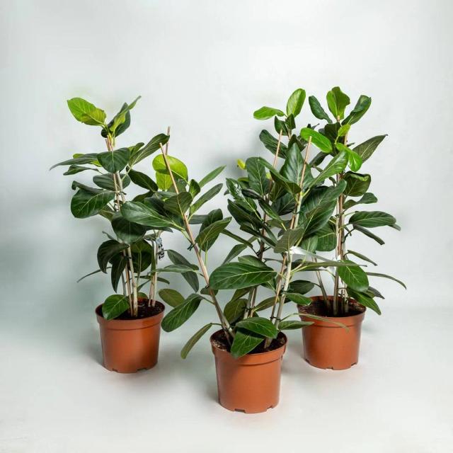 Фикус Одри | ծաղիկներ, ծաղկեպսակներ, բույսեր - առաքում Երևան Фикус Одри | ծաղիկներ, ծաղկեպսակներ, բույսեր - առաքում Երևան