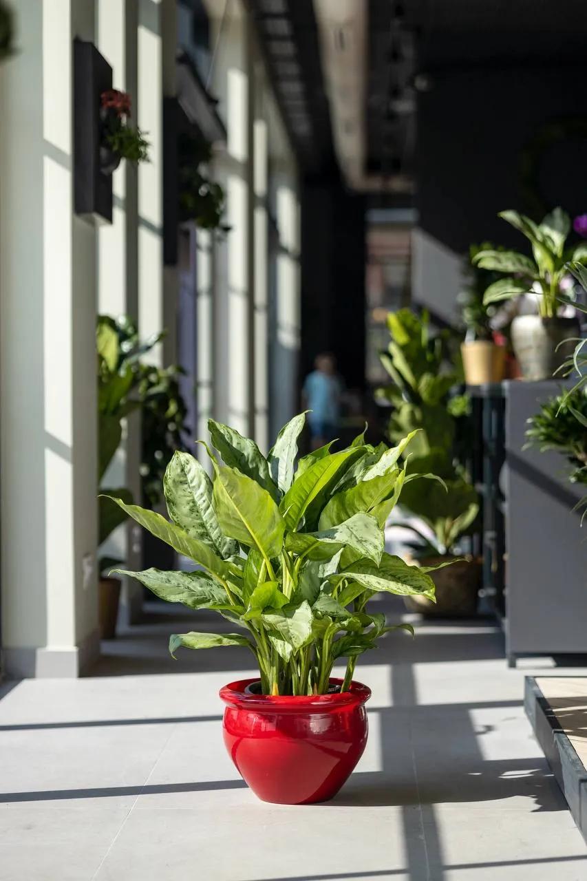 Spathiphyllum Martina | ծաղիկներ, ծաղկեպսակներ, բույսեր Երևան Spathiphyllum Martina | ծաղիկներ, ծաղկեպսակներ, բույսեր Երևան